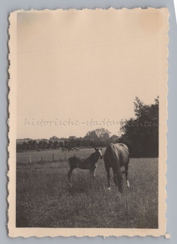 Sierksdorf 1932 horse - -,